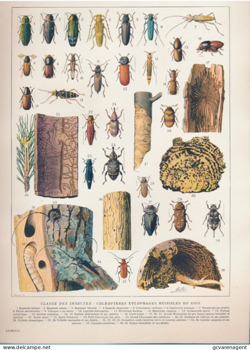 19 EEUWSE PRINT EIND 1800 BEGIN 1900 CLASSE DES INSECTES COLEOPTERES XYLOPHAGES NUISIBLES DU BOIS. 310 X 230 MM - Prints & Engravings