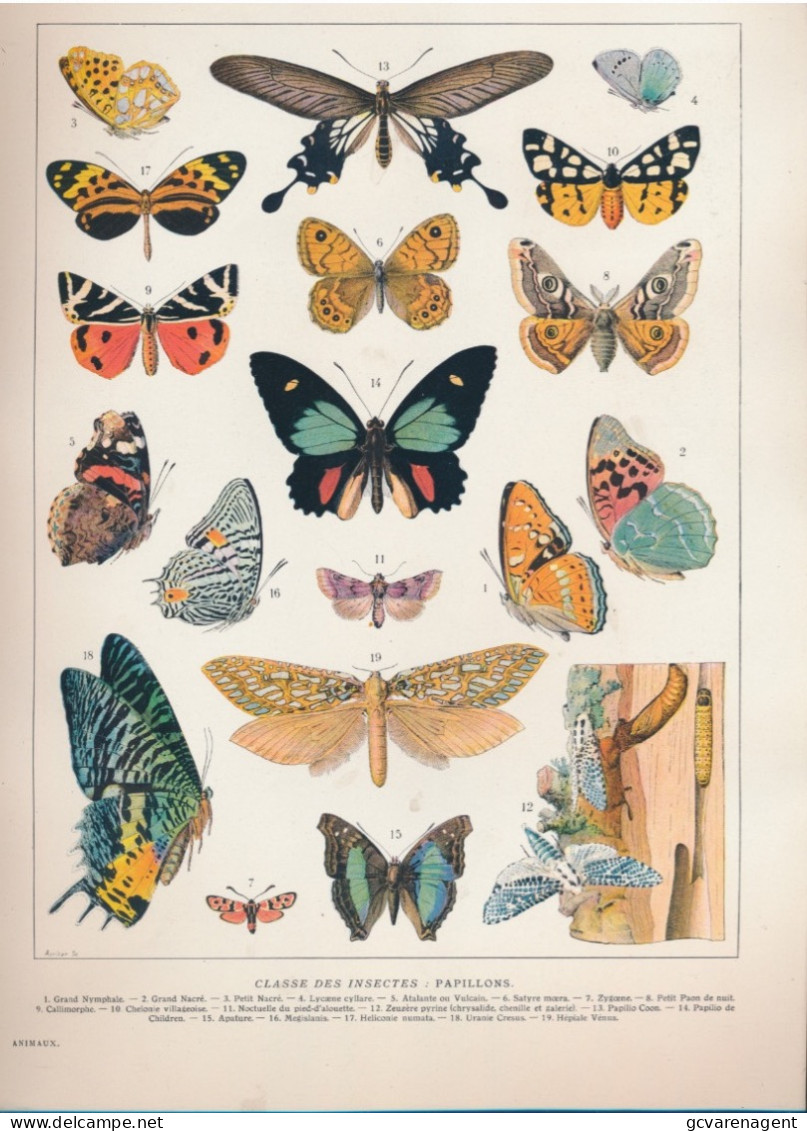 19 EEUWSE PRINT EIND 1800 BEGIN 1900 CLASSE DES INSECTES   PAPILLONS          . 310 X 230 MM - Prints & Engravings