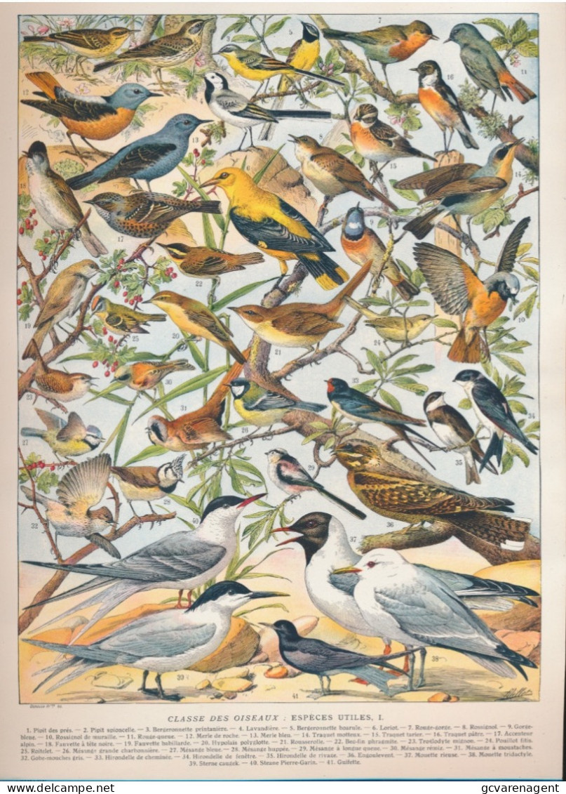 19 EEUWSE PRINT EIND 1800 BEGIN 1900 CLASSE DES OISEAUX. ESPECES UTILES        . 310 X 230 MM - Prints & Engravings