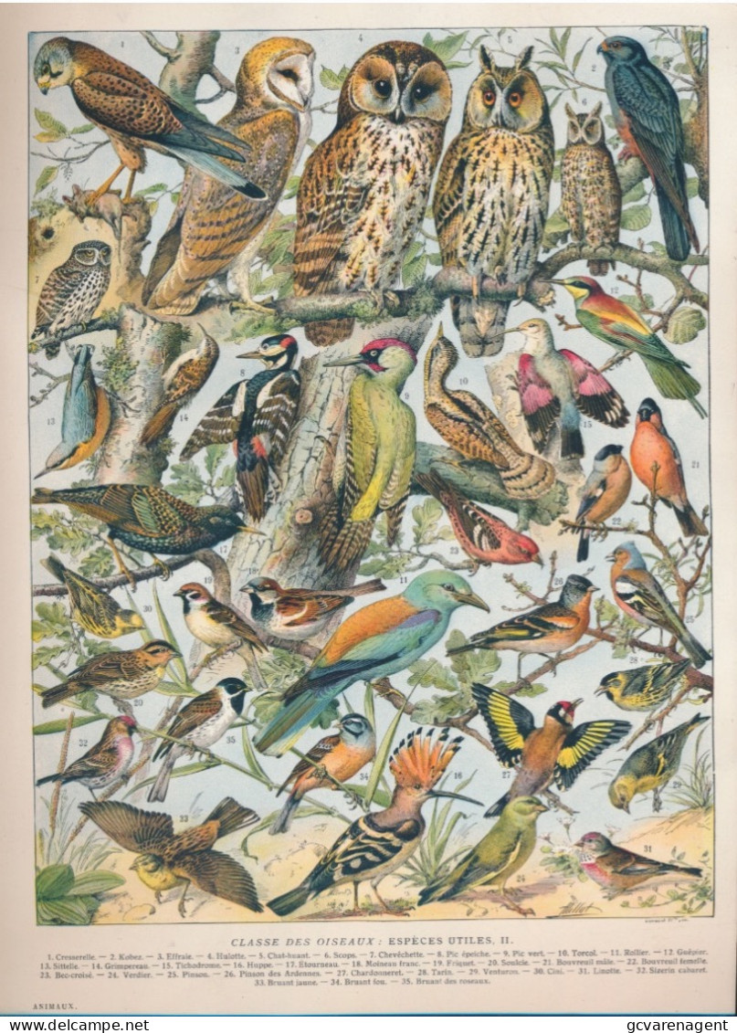 19 EEUWSE PRINT EIND 1800 BEGIN 1900 CLASSE DES OISEAUX. ESPECES UTILES        . 310 X 230 MM - Stiche & Gravuren