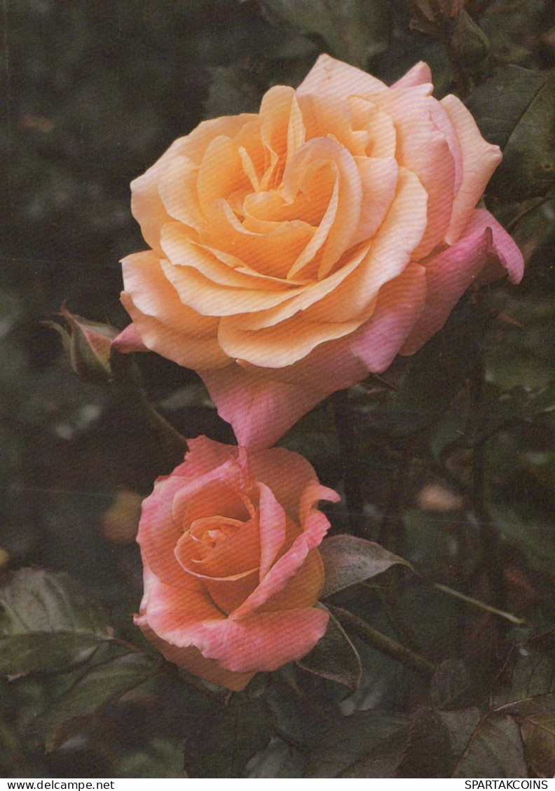 FLOWERS Vintage Postcard CPSM #PAS163.GB - Fleurs