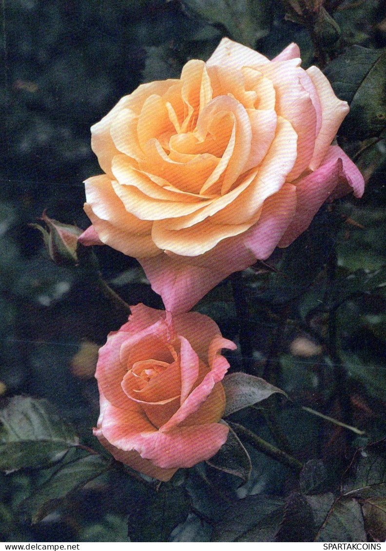 FLOWERS Vintage Postcard CPSM #PAS163.GB - Bloemen