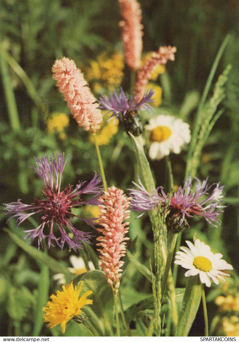 FLOWERS Vintage Postcard CPSM #PAR201.GB - Blumen