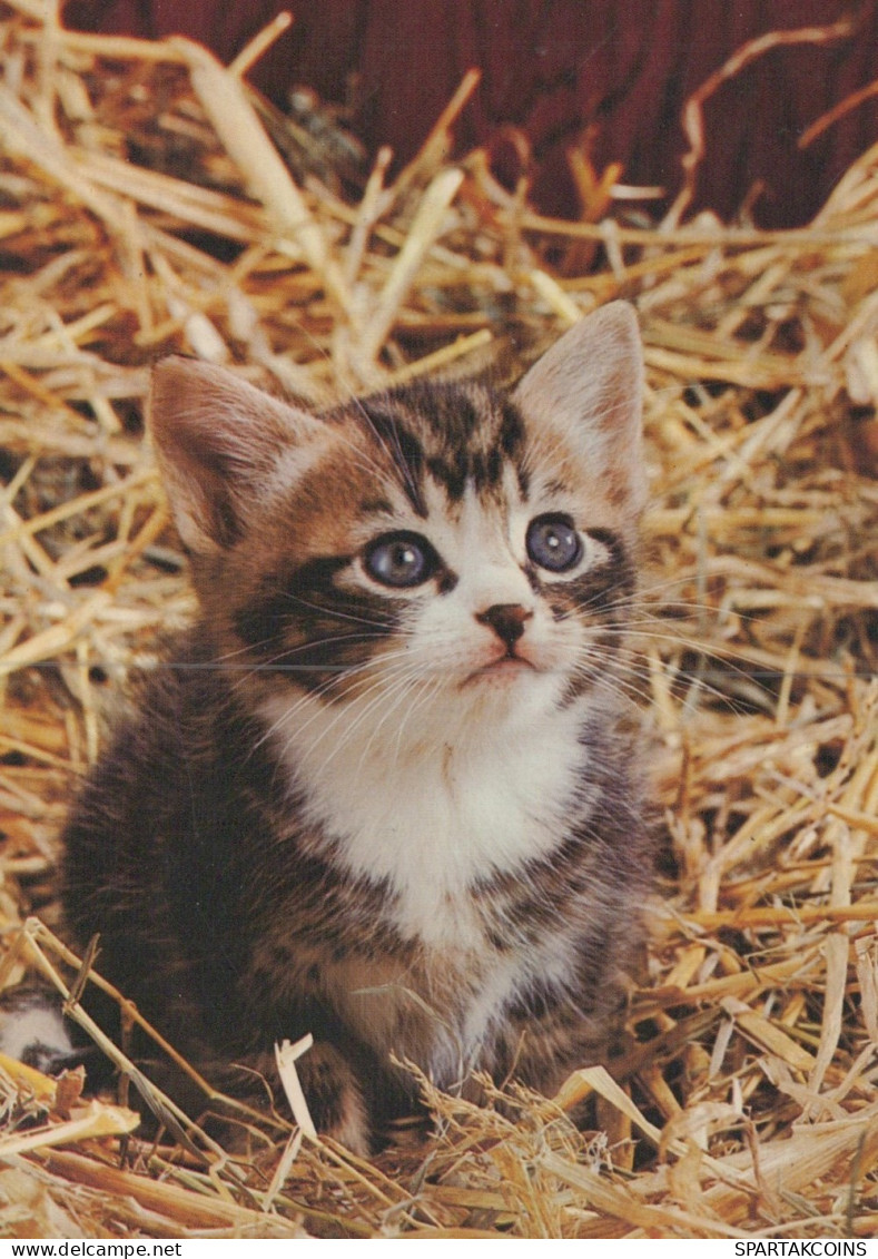 CAT KITTY Animals Vintage Postcard CPSM #PAM121.GB - Katzen