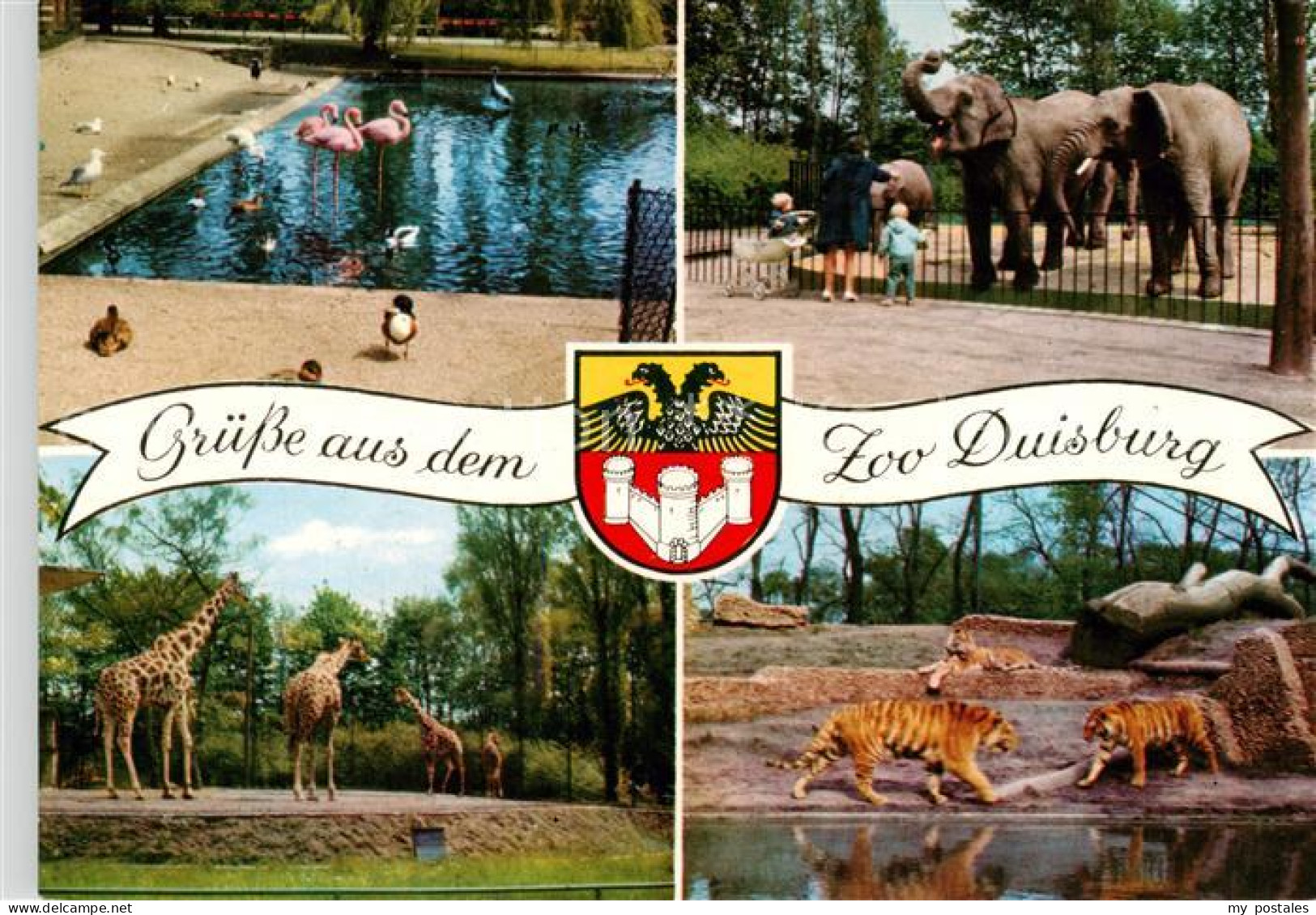 73866058 Duisburg  Ruhr Zoo Duisburg Flamingos Elefanten Giraffen Tiger  - Duisburg