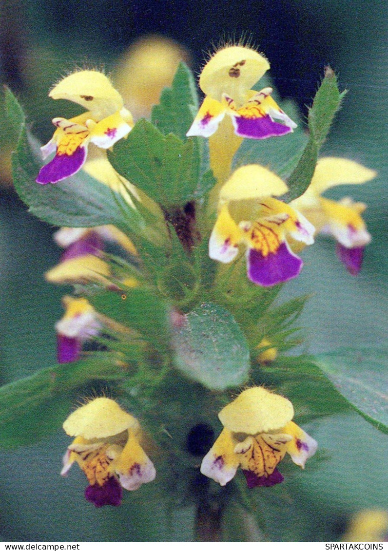 FLOWERS Vintage Postcard CPSM #PBZ690.GB - Bloemen