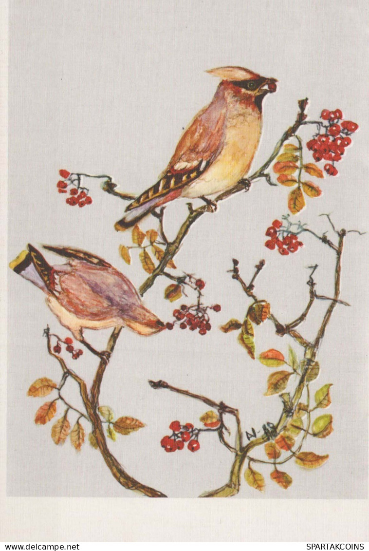 BIRD Animals Vintage Postcard CPSM #PBR691.GB - Birds