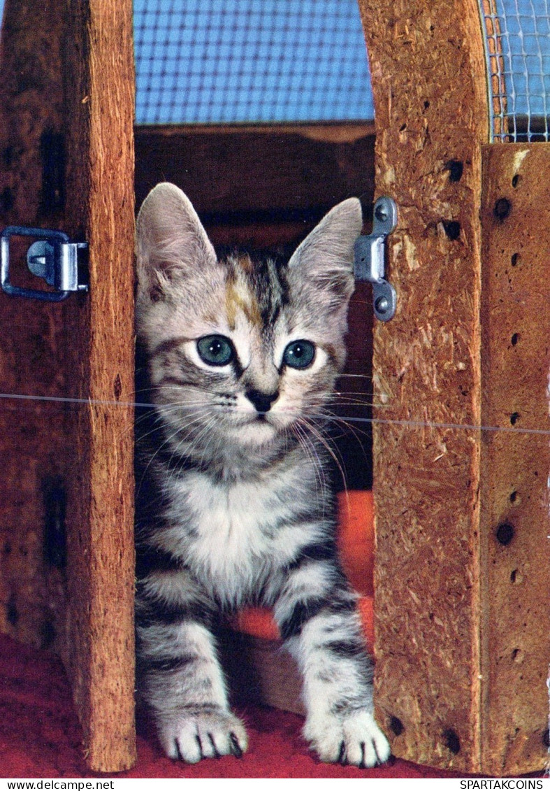 GATTO KITTY Animale Vintage Cartolina CPSM #PAM126.IT - Katzen