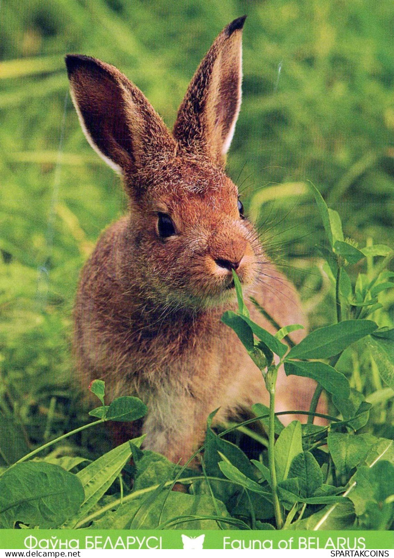 LAPIN Animaux Vintage Carte Postale CPSM #PBR040.FR - Sonstige & Ohne Zuordnung