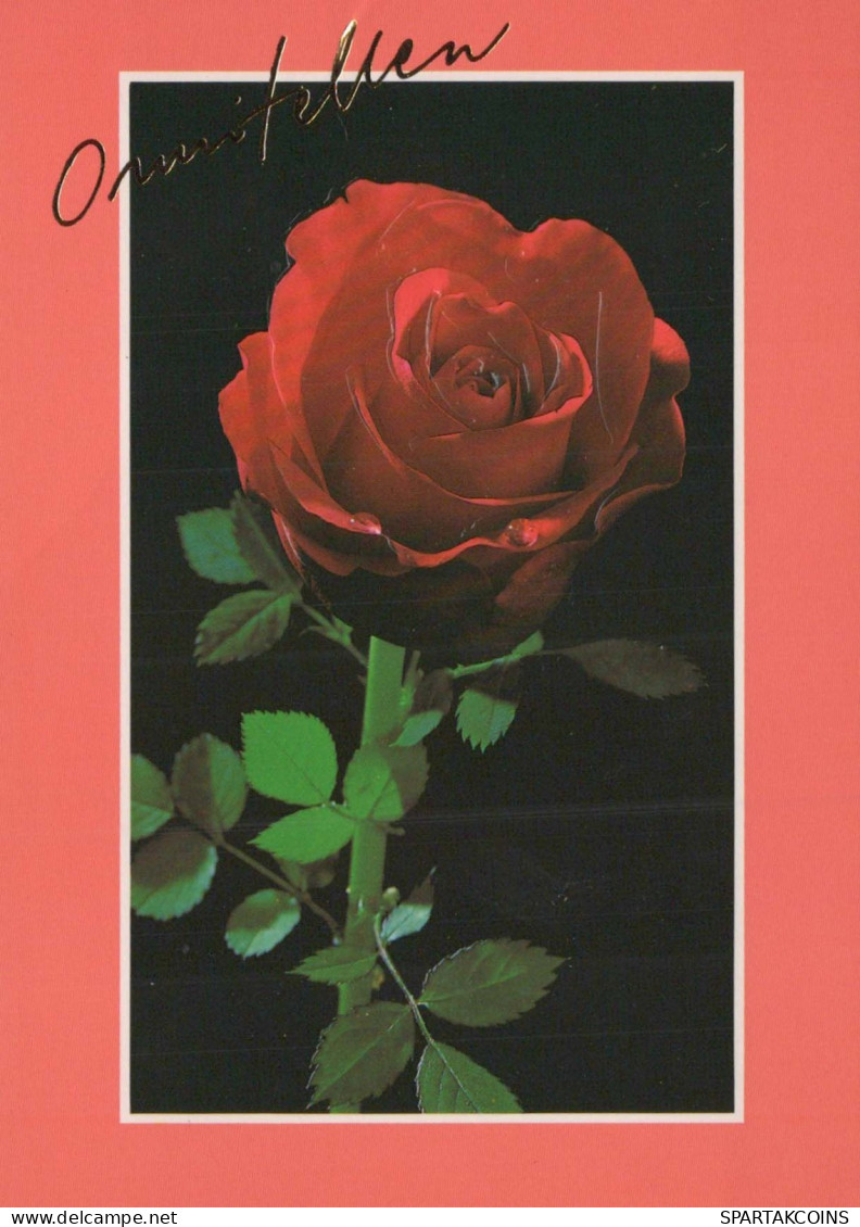 FLORES Vintage Tarjeta Postal CPSM #PAS284.ES - Fleurs