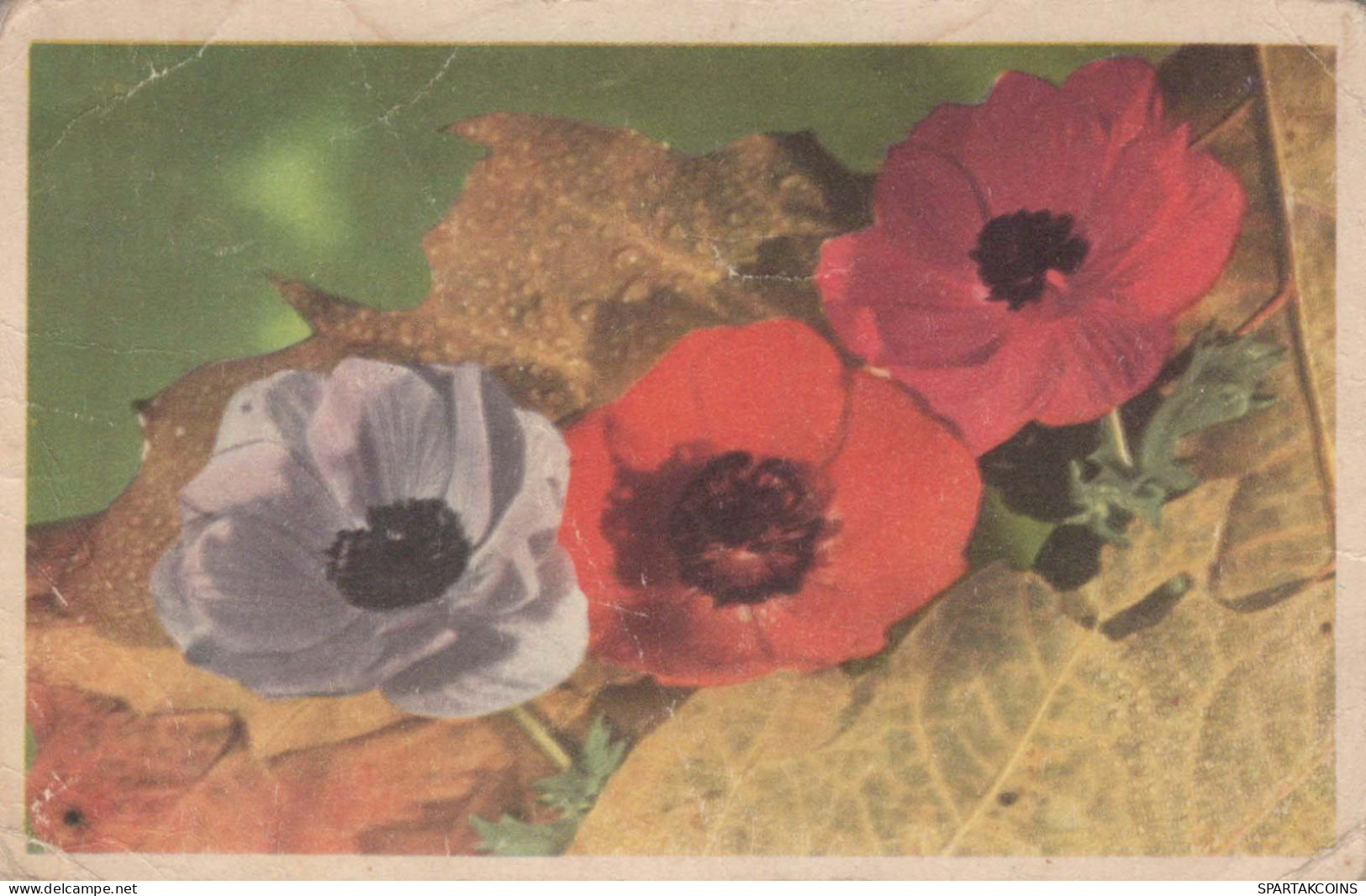 FIORI Vintage Cartolina CPA #PKE690.IT - Fleurs