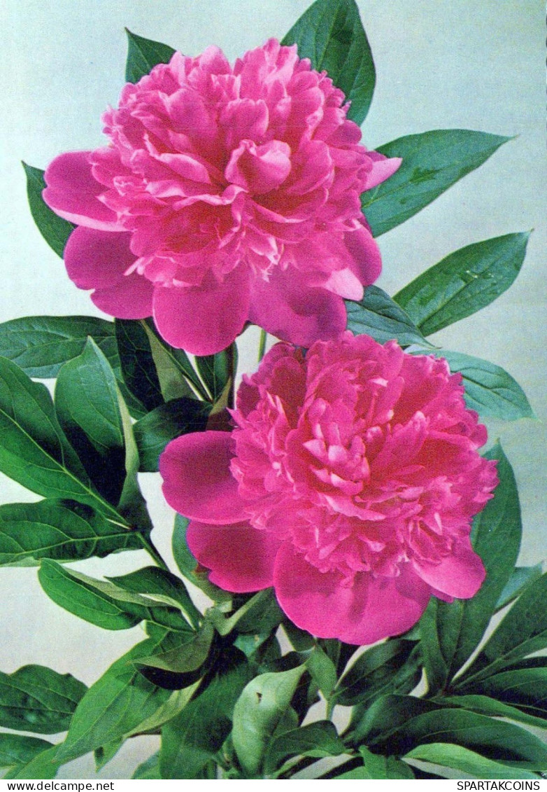 FIORI Vintage Cartolina CPSM #PBZ634.IT - Fleurs