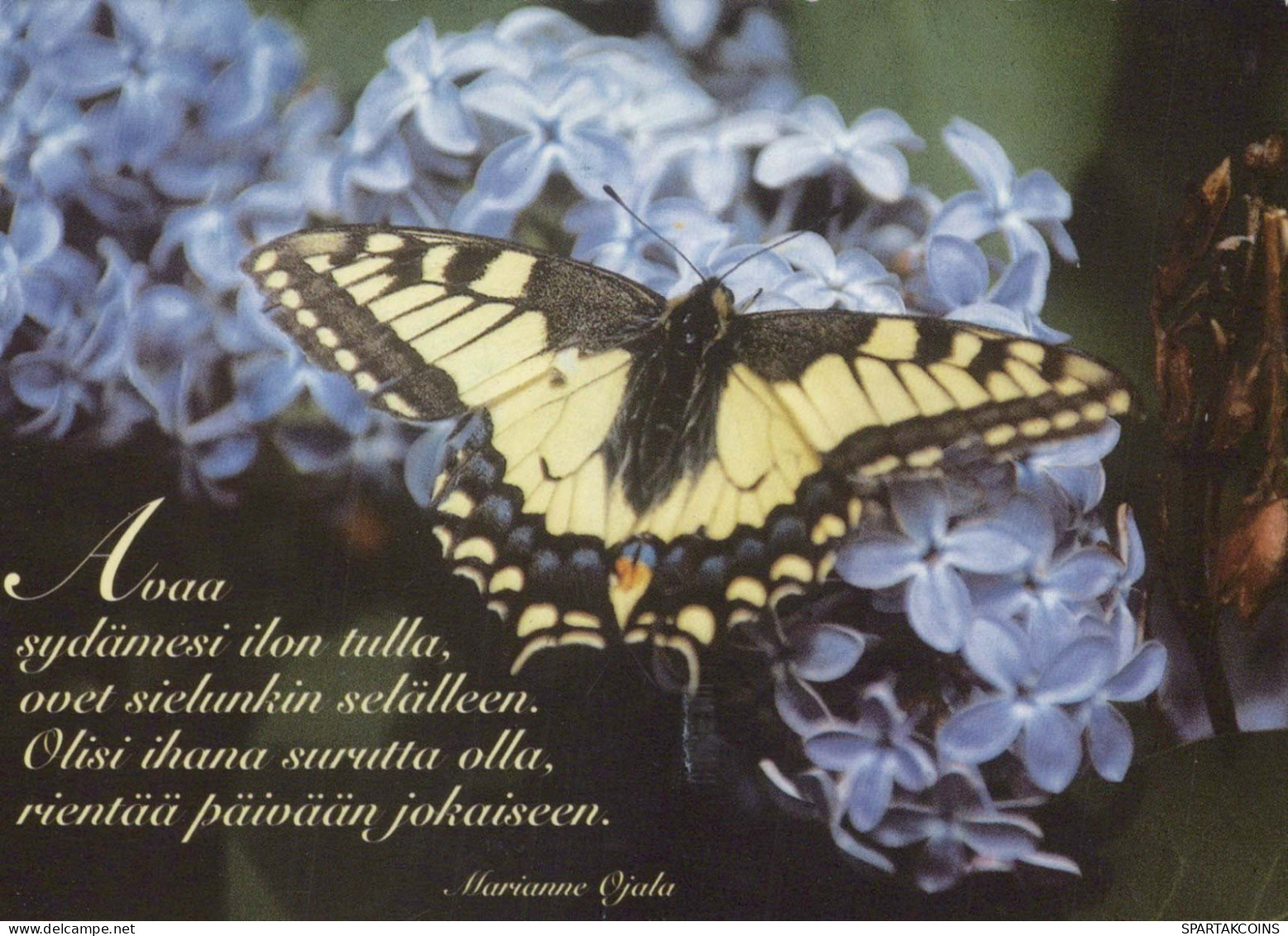 FARFALLA Animale Vintage Cartolina CPSM #PBS421.IT - Butterflies