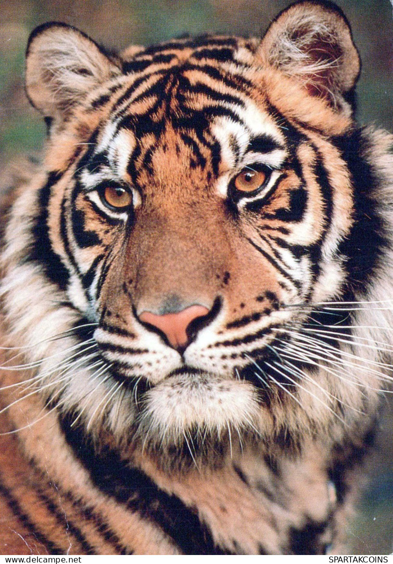 TIGRE Animale Vintage Cartolina CPSM #PBS043.IT - Tigers