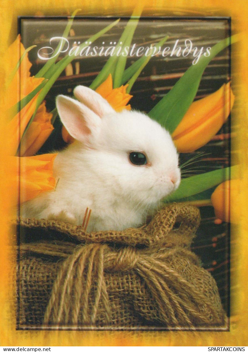 PASQUA CONIGLIO Vintage Cartolina CPSM #PBO492.IT - Easter