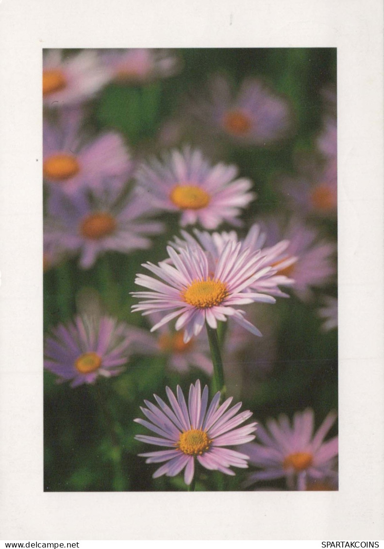 FLOWERS Vintage Ansichtskarte Postkarte CPSM #PAR685.DE - Fleurs