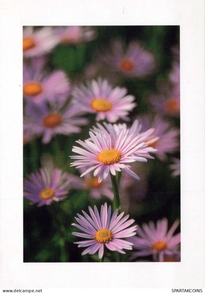 FLOWERS Vintage Ansichtskarte Postkarte CPSM #PAR685.DE - Fleurs
