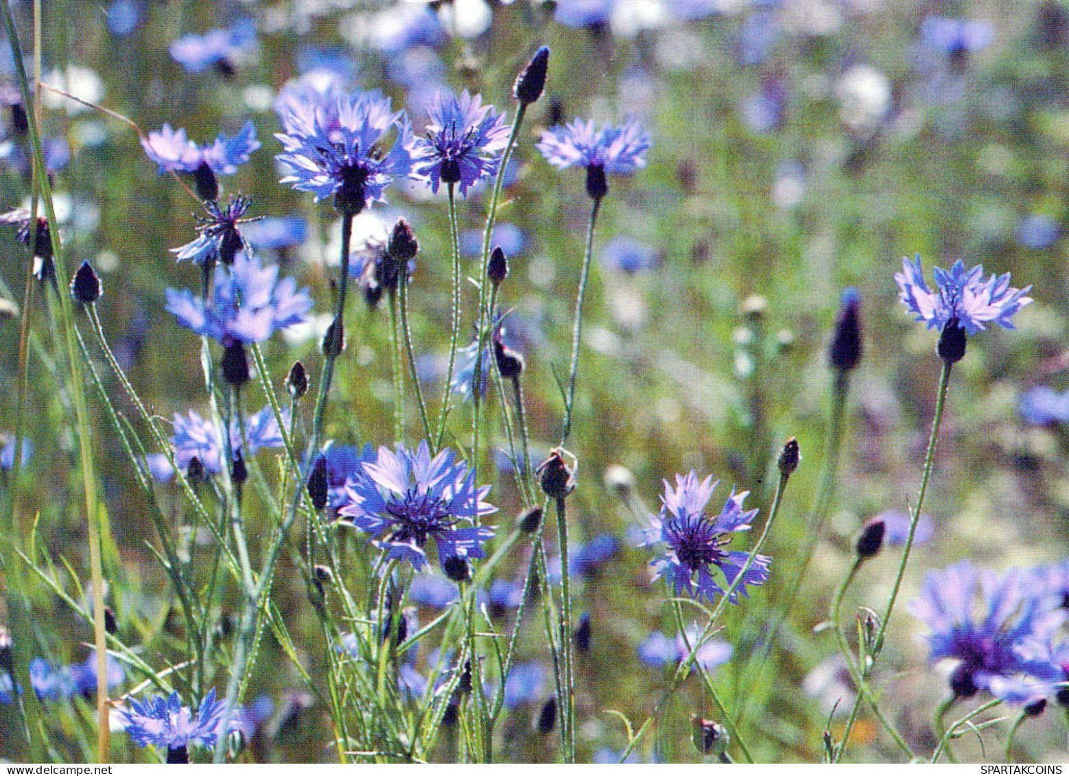 FLOWERS Vintage Ansichtskarte Postkarte CPSM #PAR204.DE - Flowers