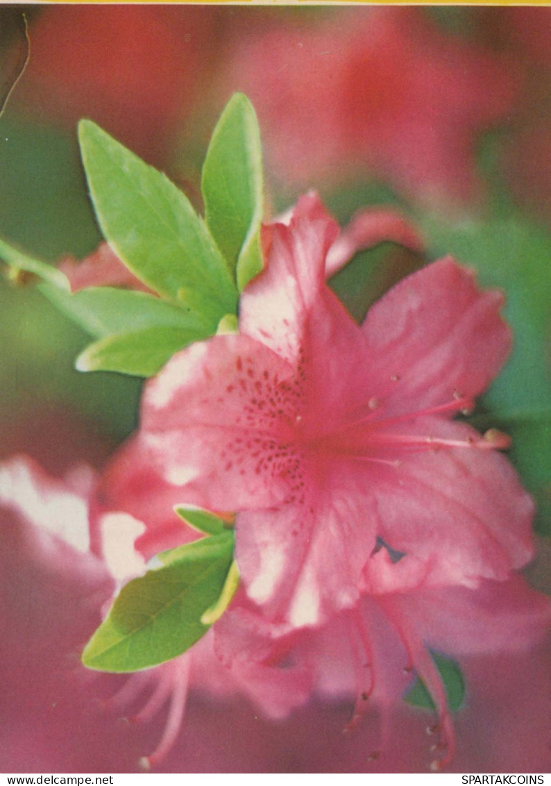 FLOWERS Vintage Ansichtskarte Postkarte CPSM #PAR324.DE - Flowers