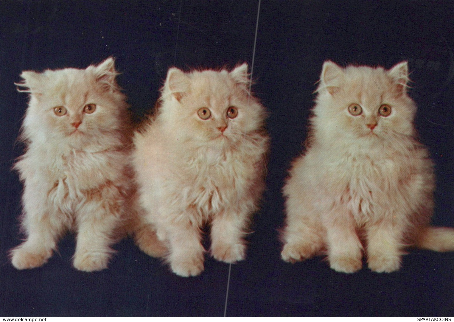 KATZE MIEZEKATZE Tier Vintage Ansichtskarte Postkarte CPSM #PAM438.DE - Katzen
