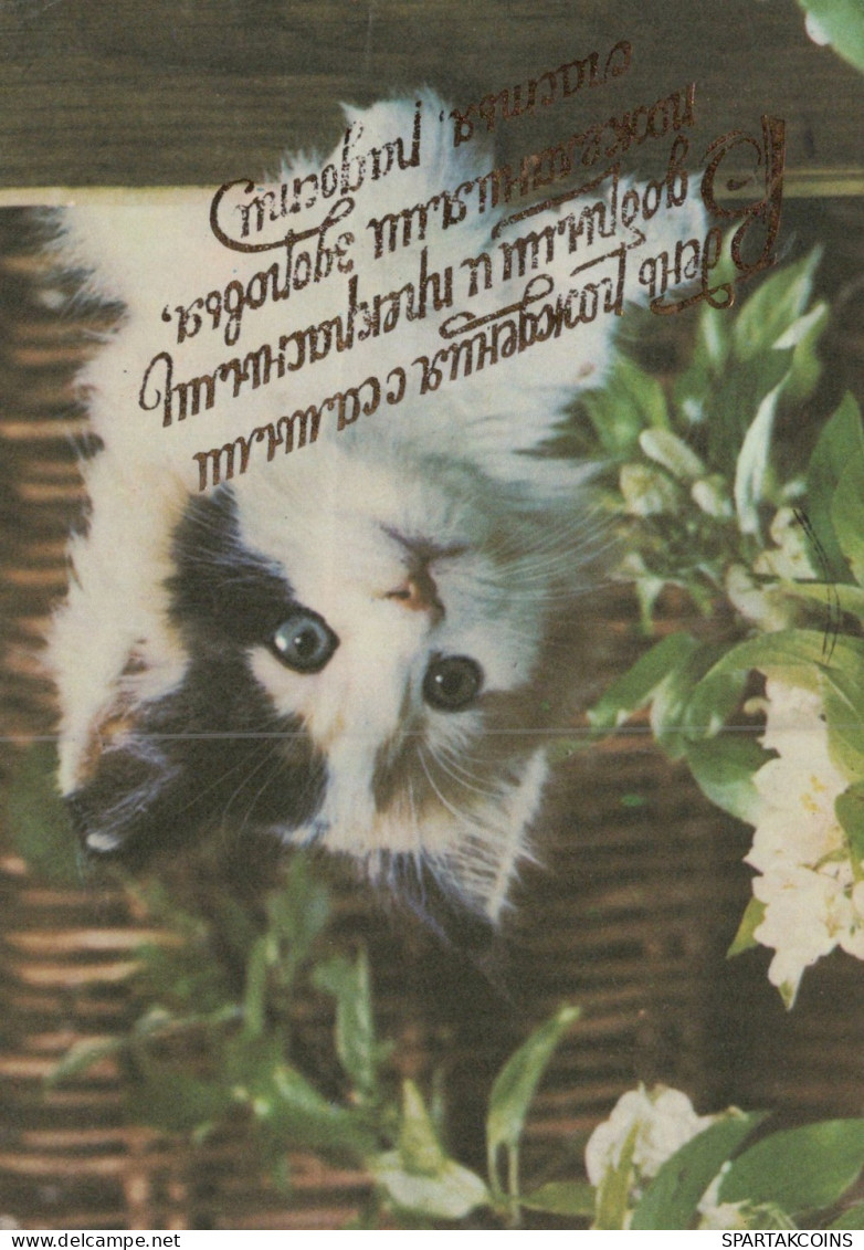 KATZE MIEZEKATZE Tier Vintage Ansichtskarte Postkarte CPSM #PAM063.DE - Katzen
