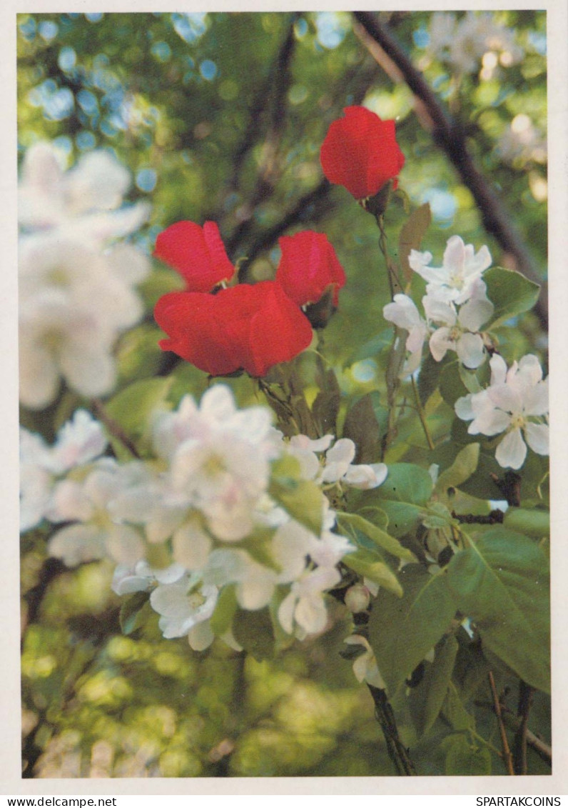 FLORES Vintage Tarjeta Postal CPSM #PBZ511.ES - Fleurs