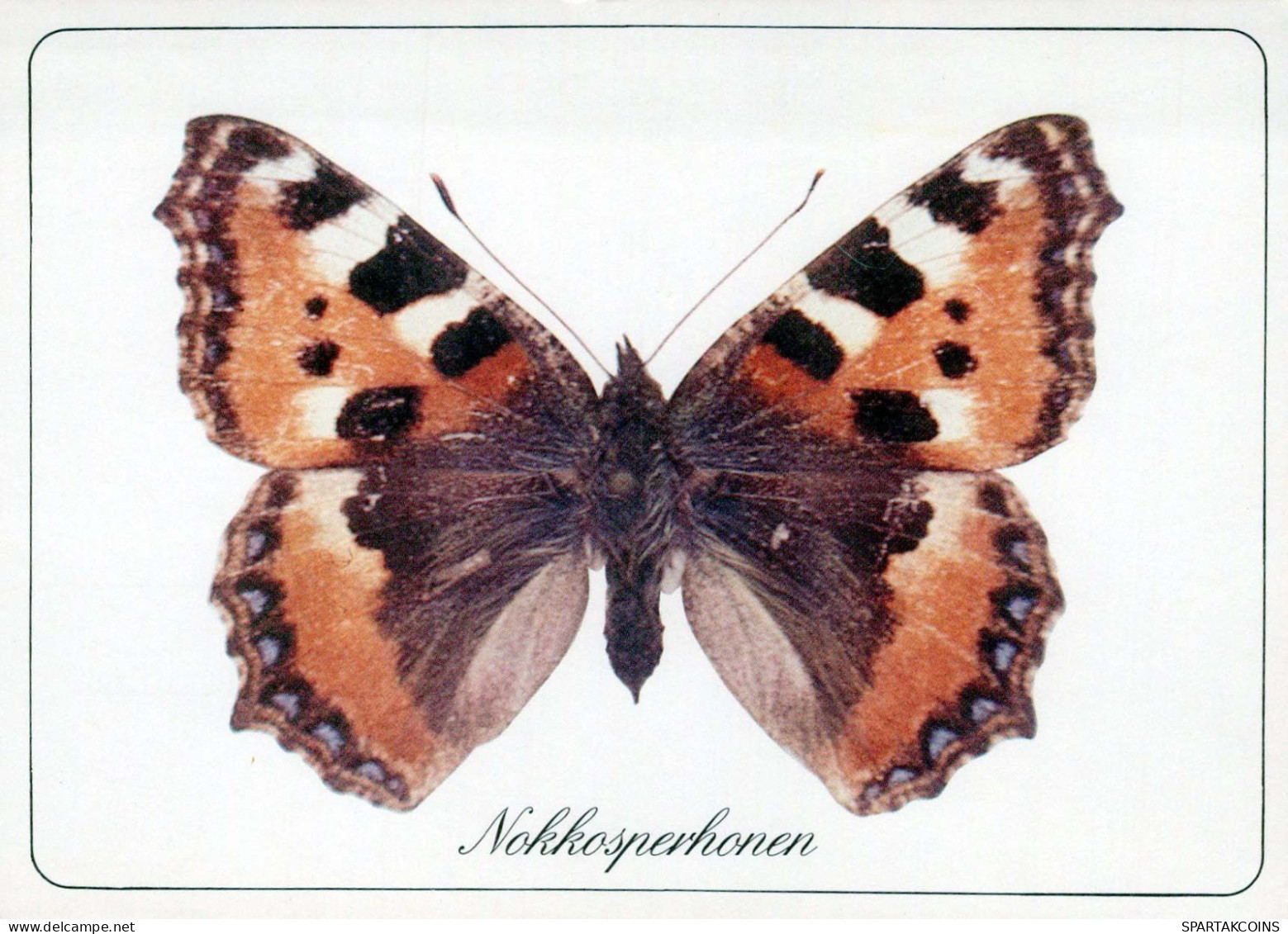 MARIPOSAS Animales Vintage Tarjeta Postal CPSM #PBS418.ES - Vlinders