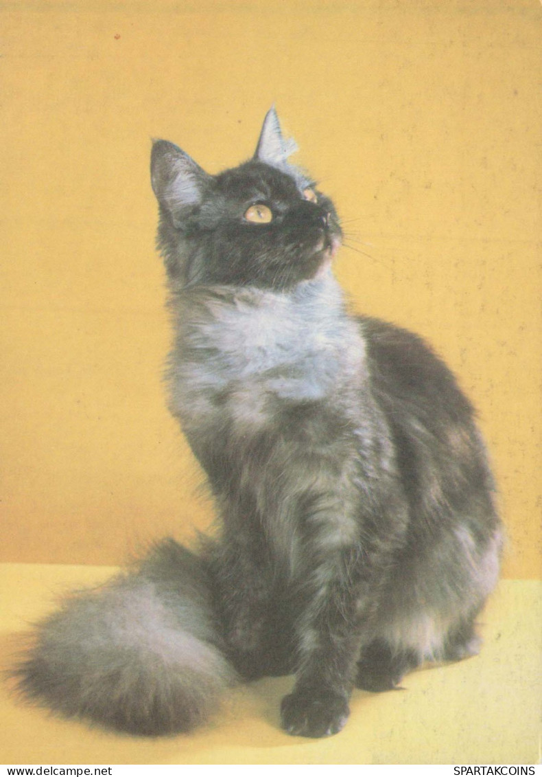 GATO GATITO Animales Vintage Tarjeta Postal CPSM #PBQ724.ES - Cats