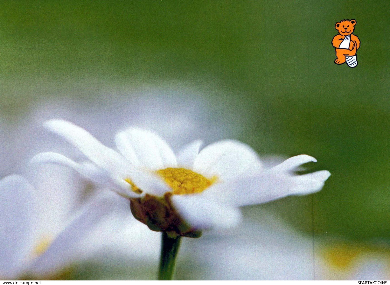 FLOWERS Vintage Ansichtskarte Postkarte CPSM #PBZ093.DE - Bloemen