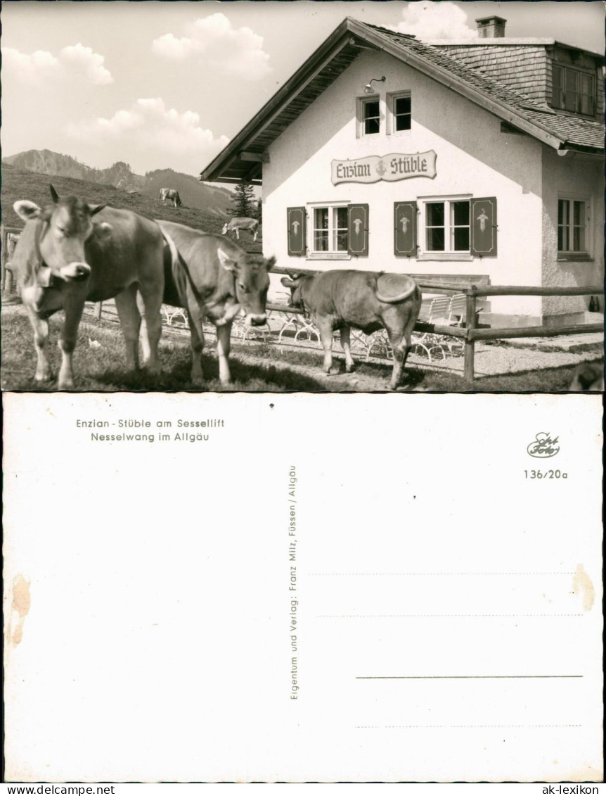 Ansichtskarte Nesselwang Enzian Stüble Am Sessellift (Kühe) 1960 - Autres & Non Classés