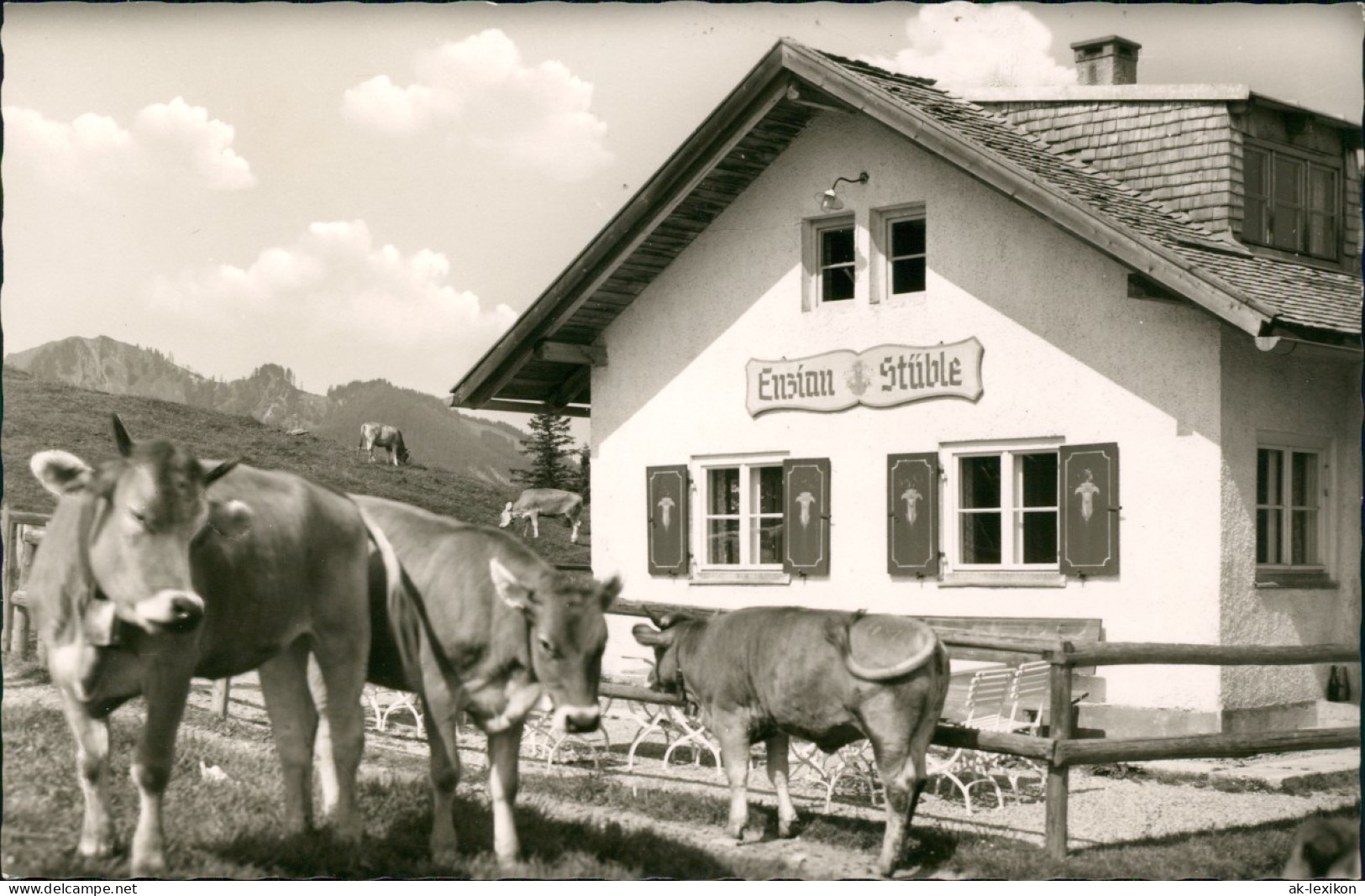 Ansichtskarte Nesselwang Enzian Stüble Am Sessellift (Kühe) 1960 - Autres & Non Classés