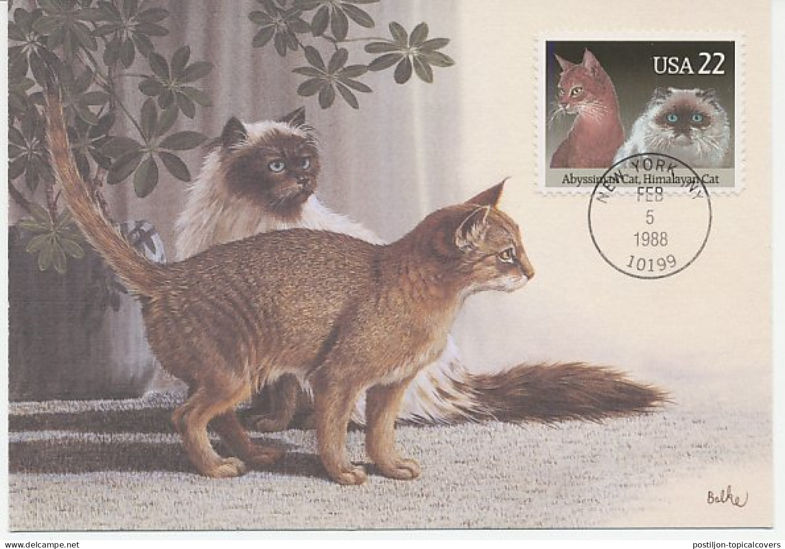 Maximum Card USA 1988 Himalayan Cat - Abyssinian Cat - Autres & Non Classés