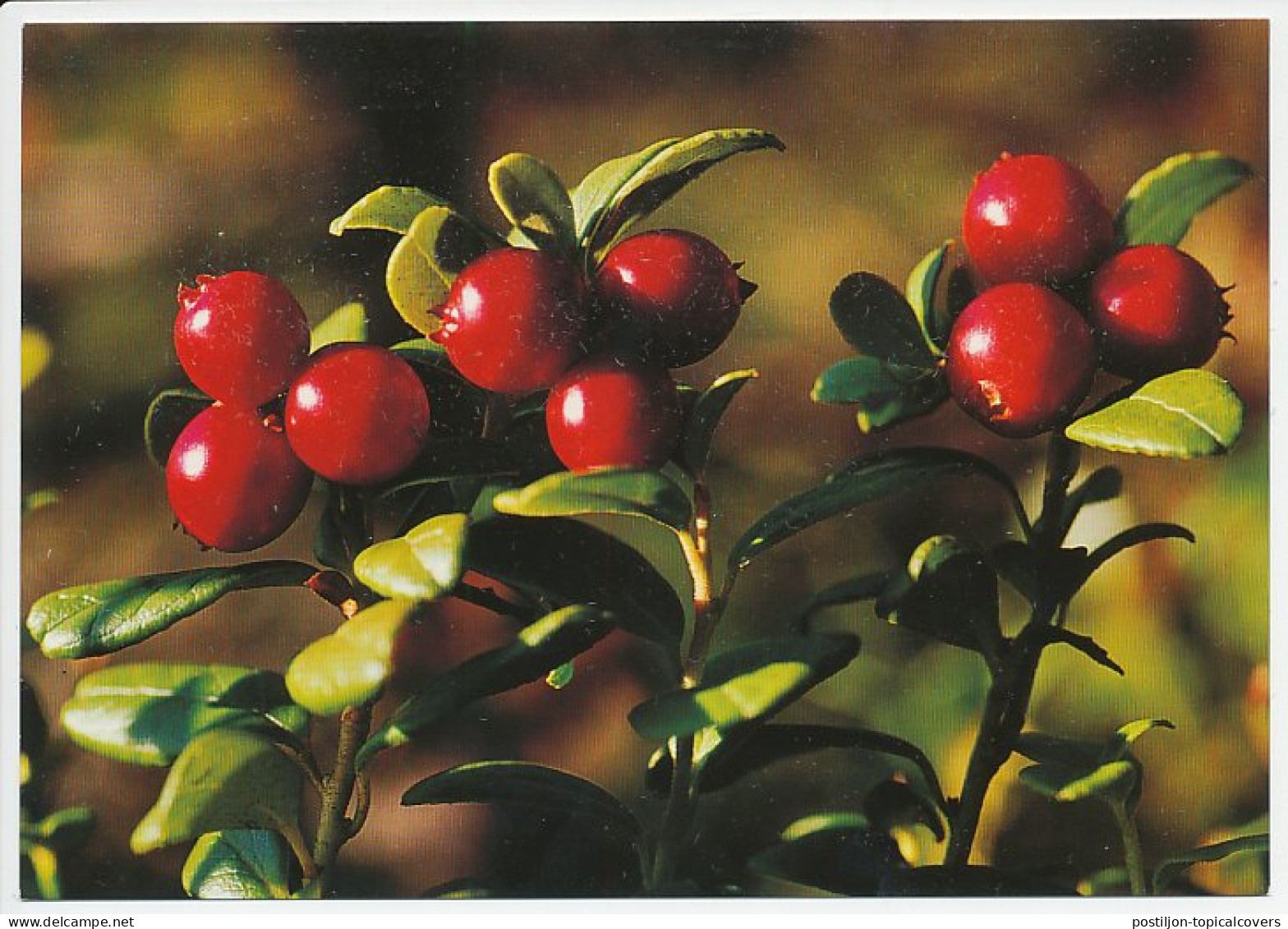 Postal Stationery Sweden Cranberry - Fruits