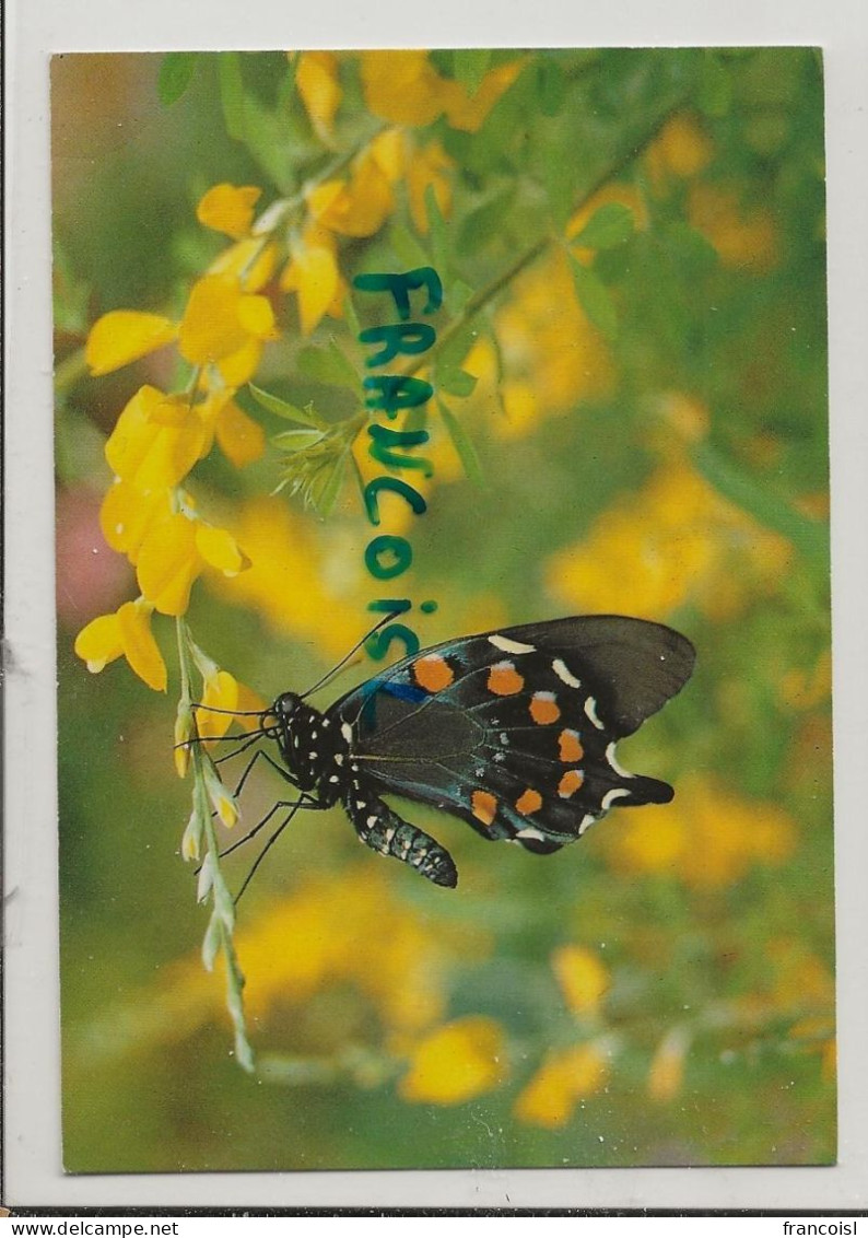 Le Jardin Des Papillons. Battus Philenor. U.S.A.. Photo : Mathieu De Goulaine. Editions MAGE - Schmetterlinge