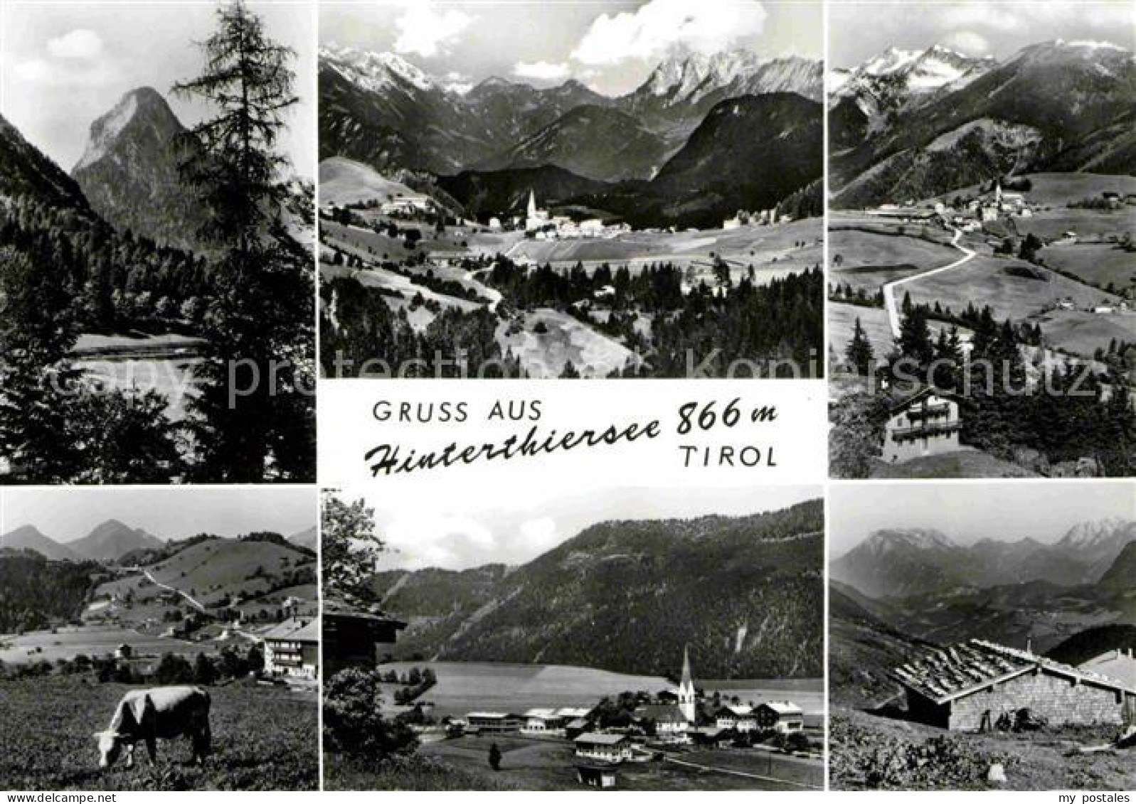 72688632 Hinterthiersee Huette Kuh  Hinterthiersee - Other & Unclassified