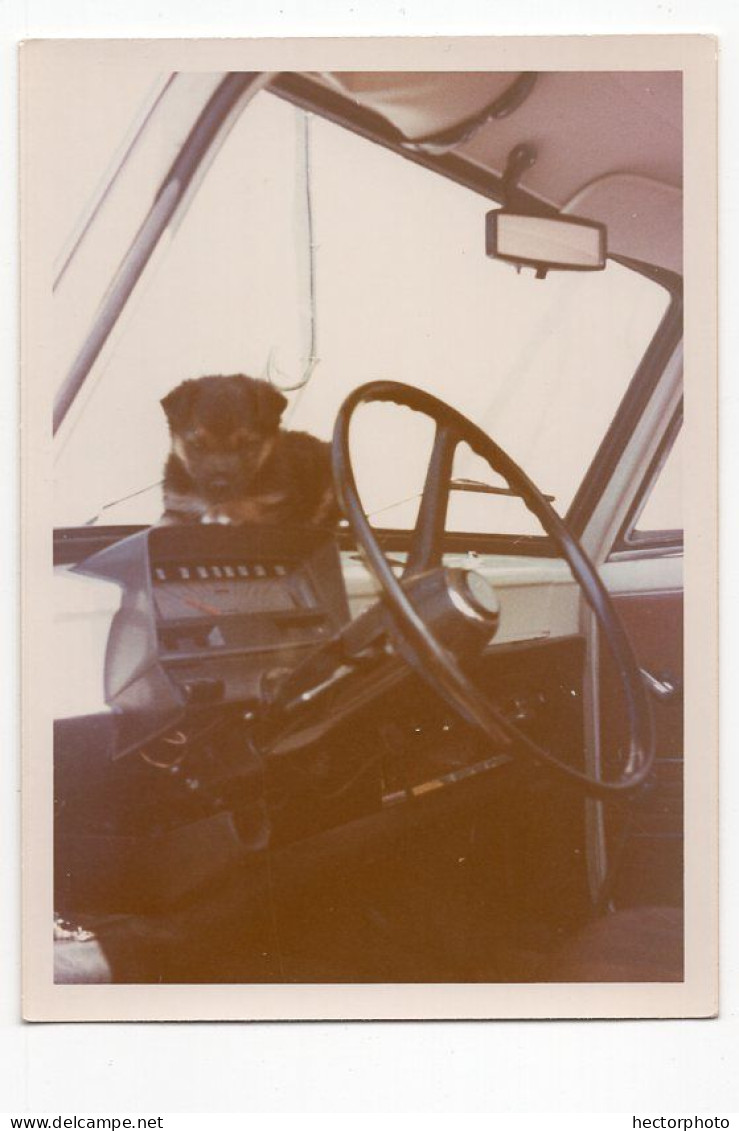 Snapshot Couleur 60s Intérieur Voiture Pare Brise Chien Chiot Pet Dog Volant - Anonymous Persons