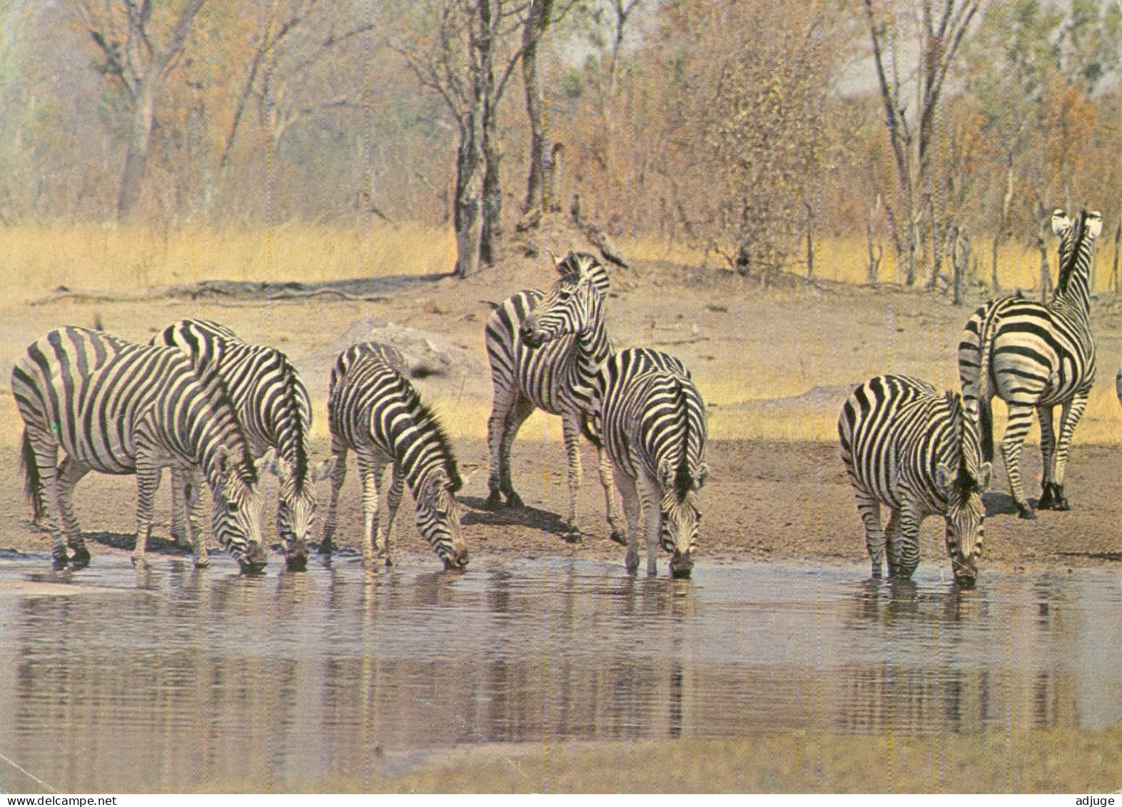 CPM- RHODÉSIE - 1975 - Burchells Zebras, Wankie National Park, Rhodesia ( ZIMBABWE)* TBE - Zimbabwe