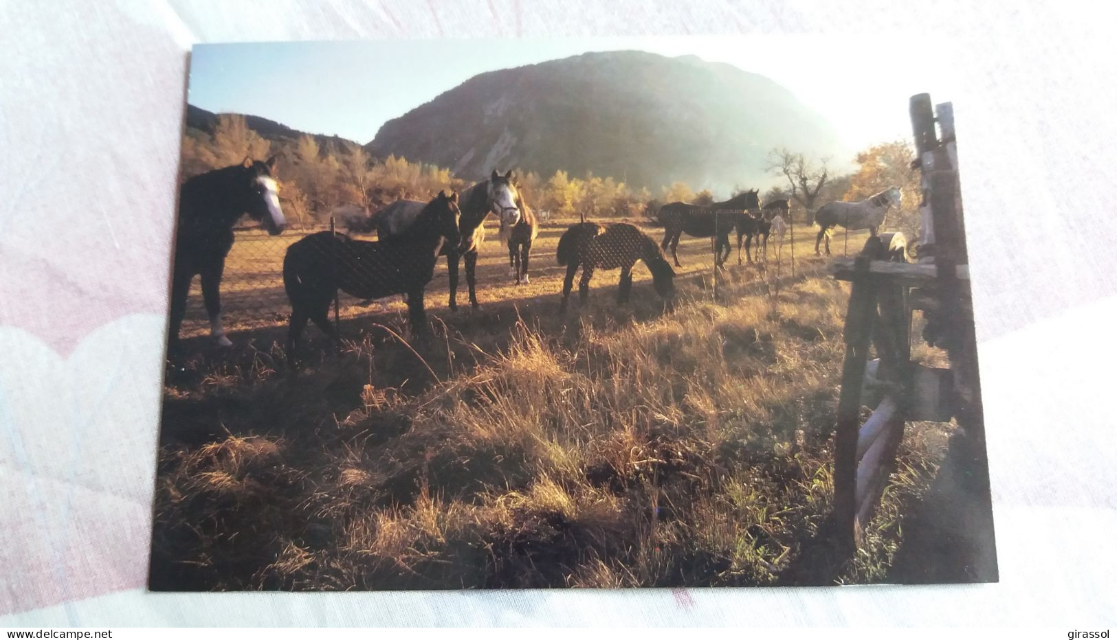 CPM CHEVAL CHEVAUX EN PROVENCE ED PHOTOGUY AA 77 - Horses