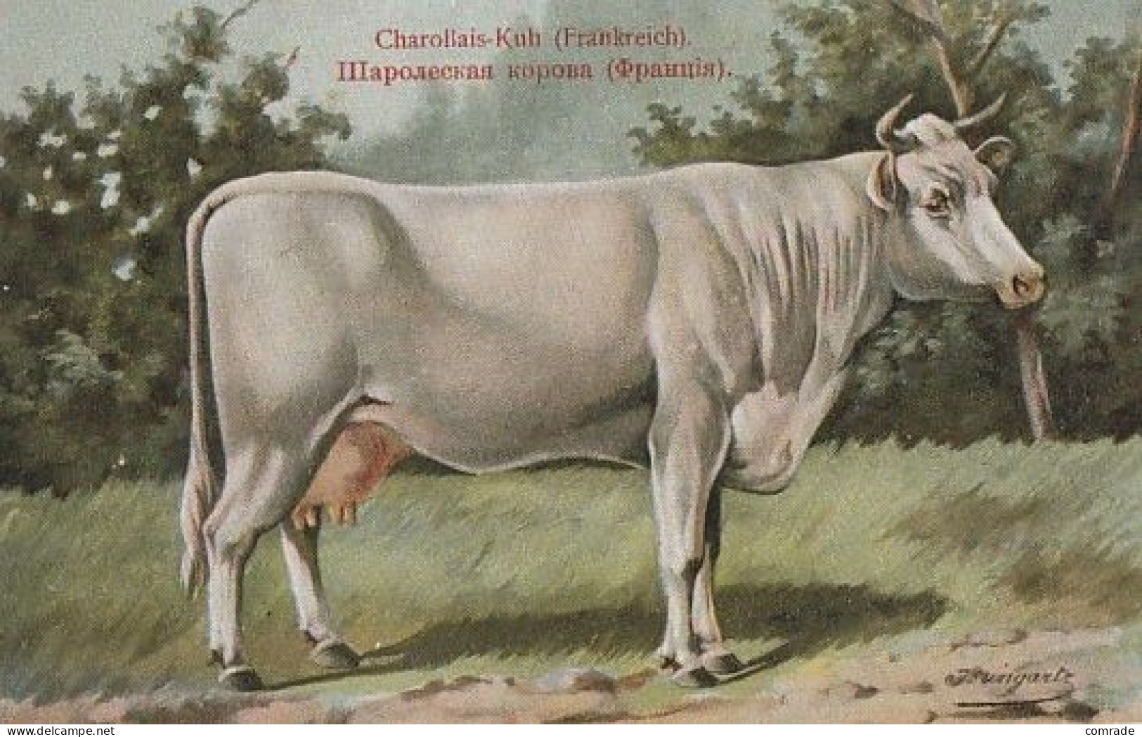 Cow Charolais Kuh France. Publisher: Russian E.V. BAGGOVUT Kegel. - Vacas