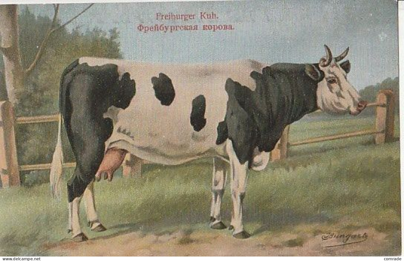 Cow. Freiburger Kuh . Publisher: Russian E.V. BAGGOVUT Kegel. - Vacas