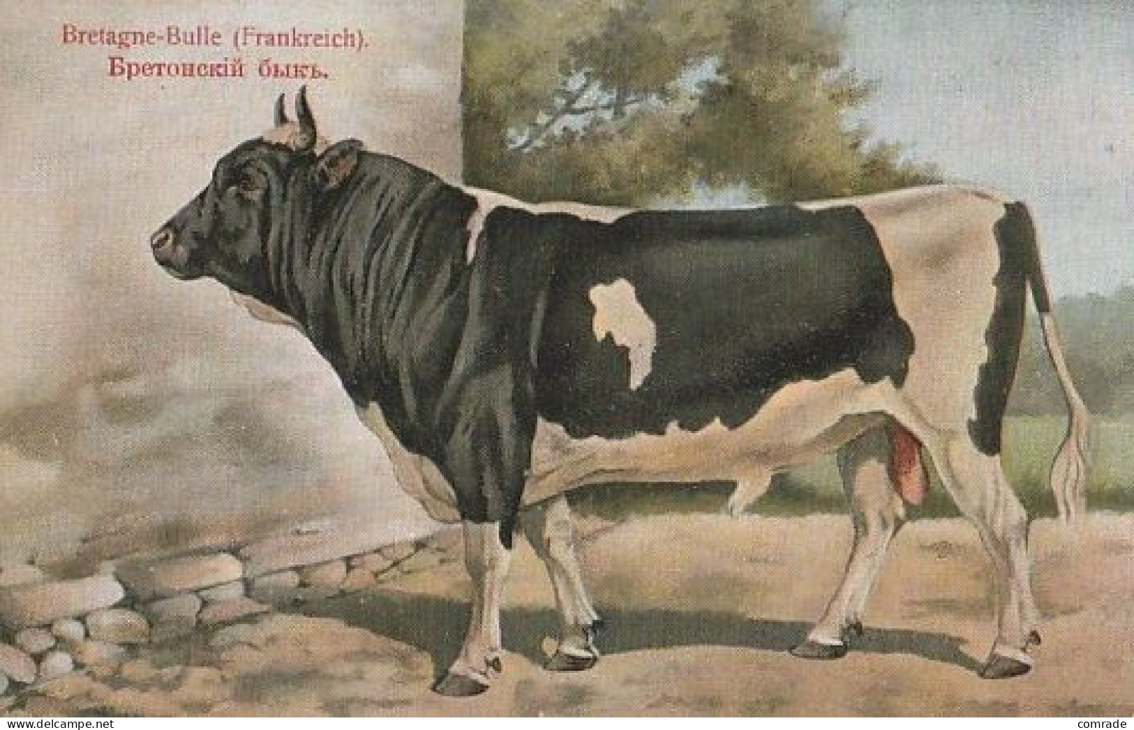 Cow. Bretagne Bulle Kuh . Publisher: Russian E.V. BAGGOVUT Kegel. - Cows