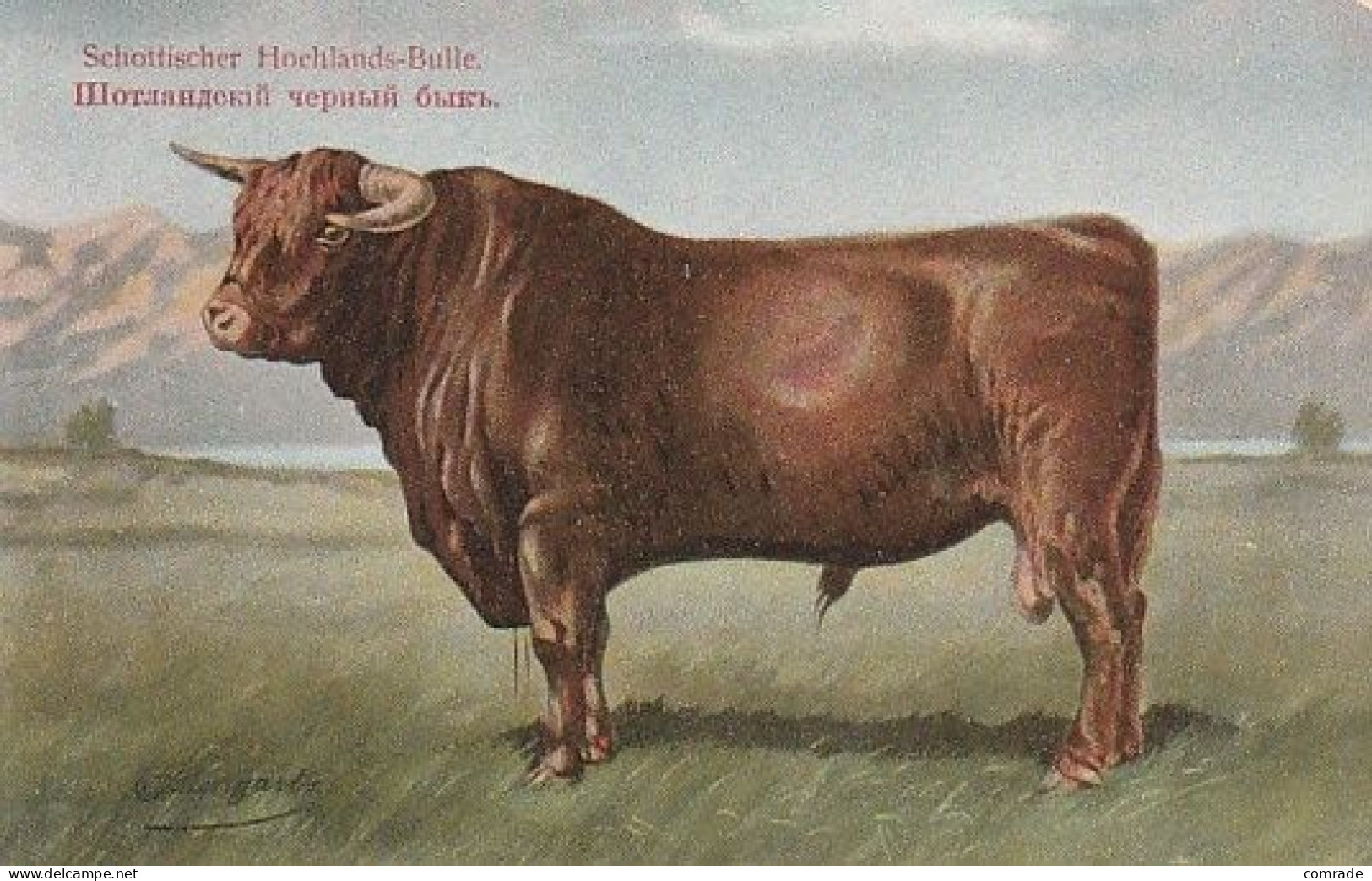 Cow. Schottischer Hochlands Bulle Kuh . Publisher: Russian E.V. BAGGOVUT Kegel. - Kühe