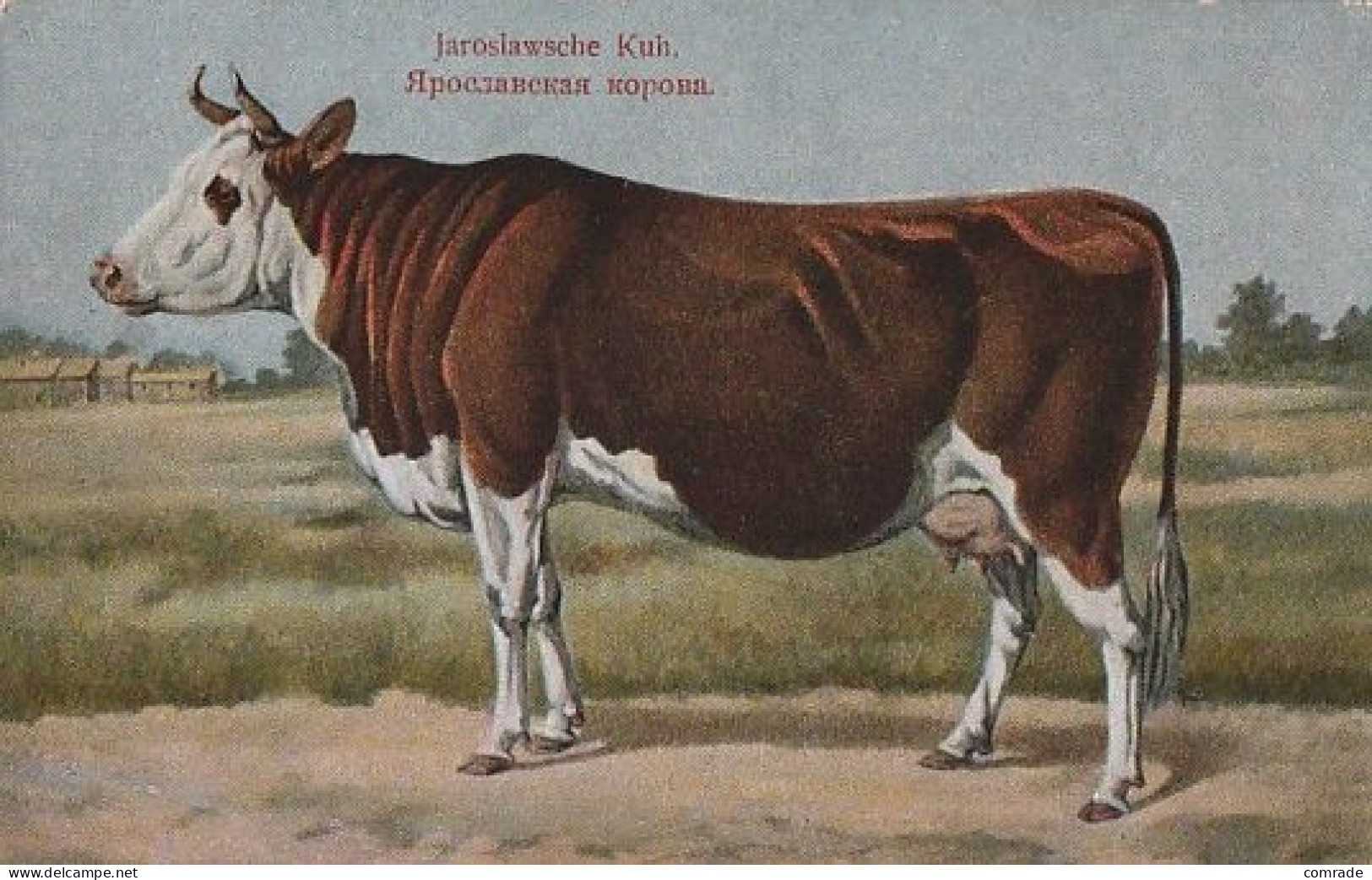 Cow. Jroslawsche Kuh . Publisher: Russian E.V. BAGGOVUT Kegel. - Cows