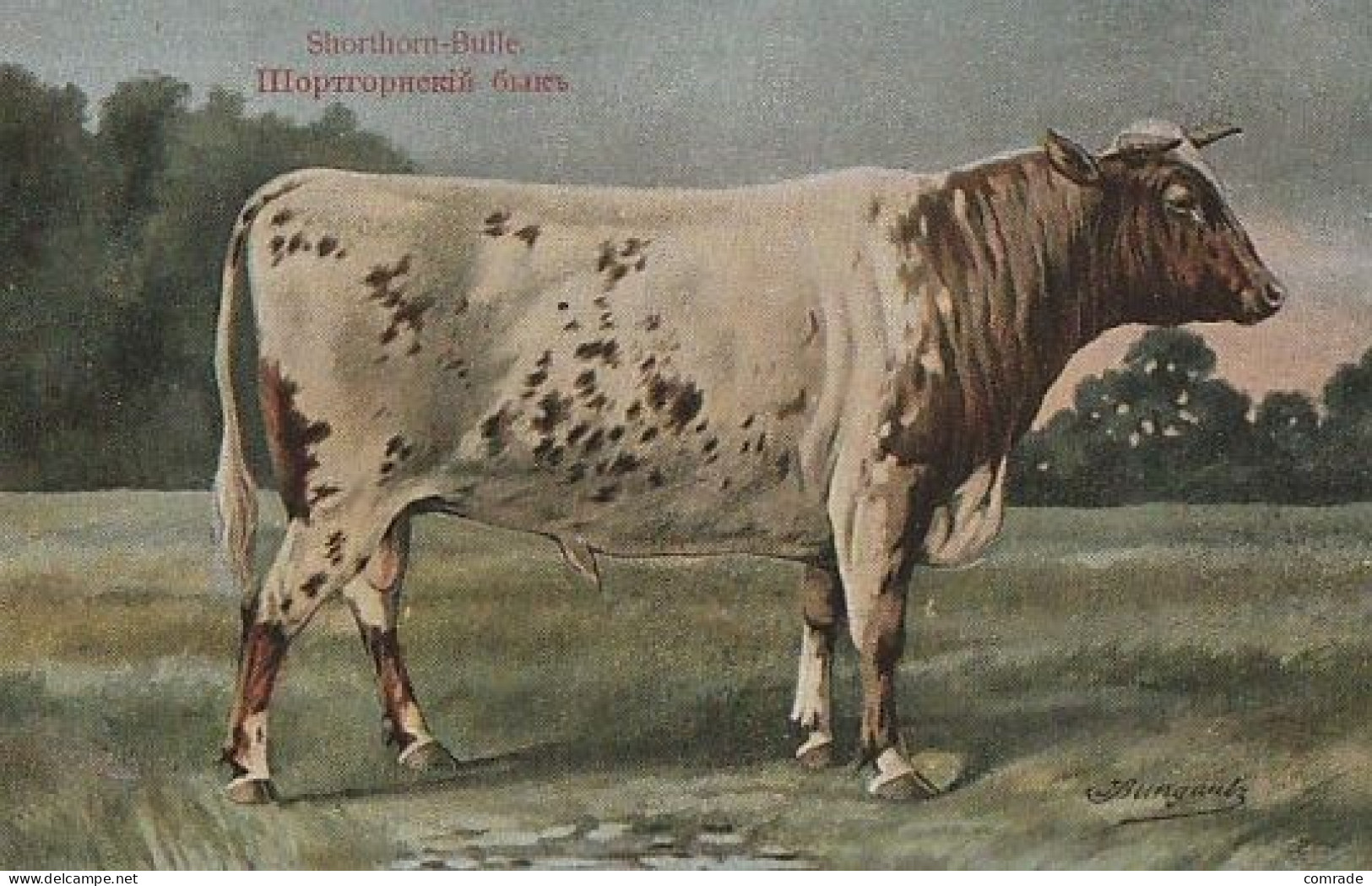 Cow. Shorthorn Bulle . Publisher: Russian E.V. BAGGOVUT Kegel. - Vacas