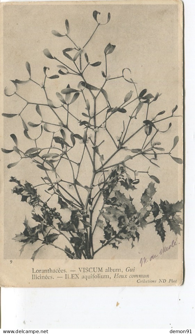 CPA - Loranthaceae - Viscum - Gui - - Plantes Médicinales