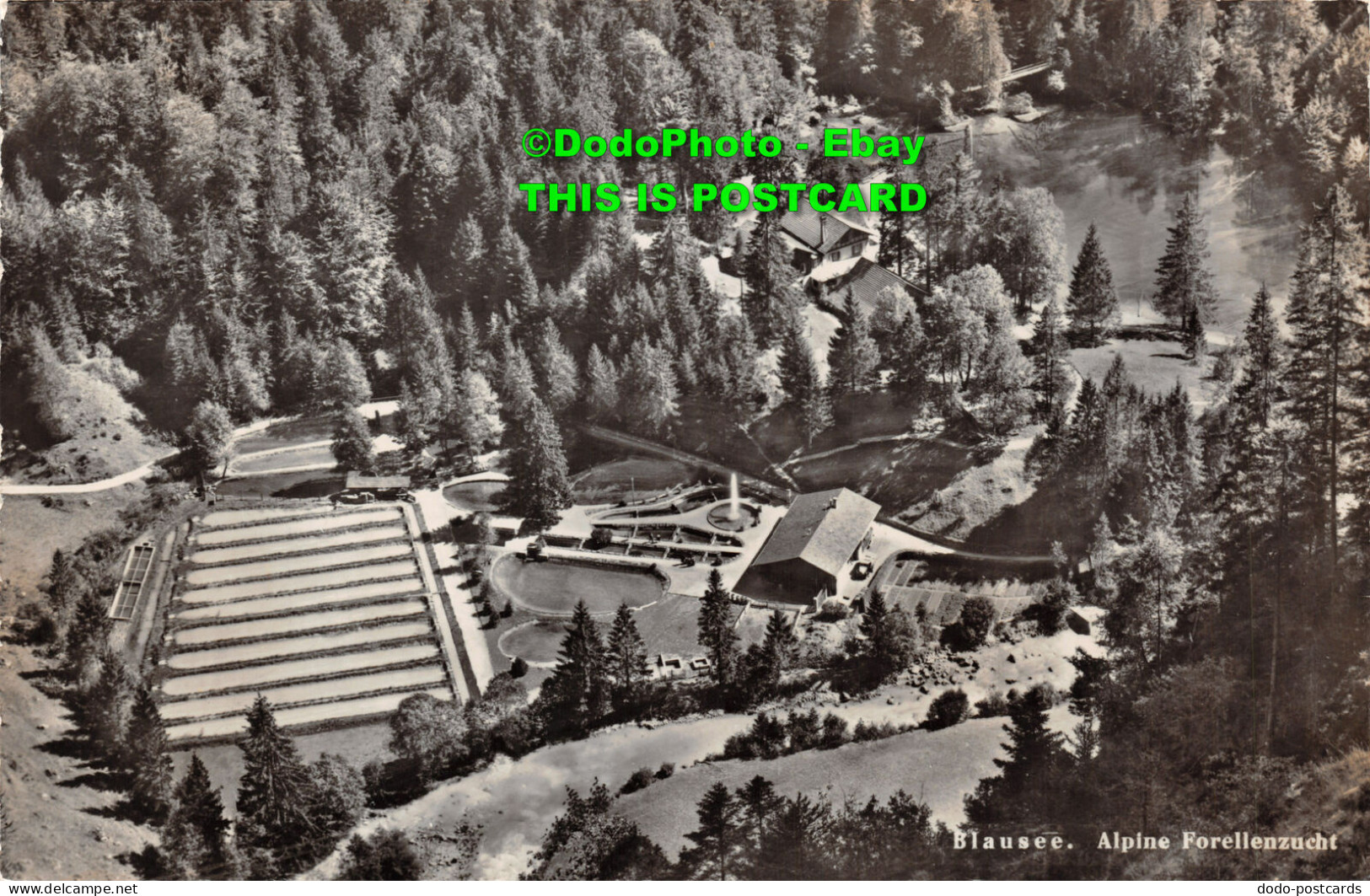 R422987 Blausee. Alpine Forellenzucht. Photoglob. Wehrli AG - World