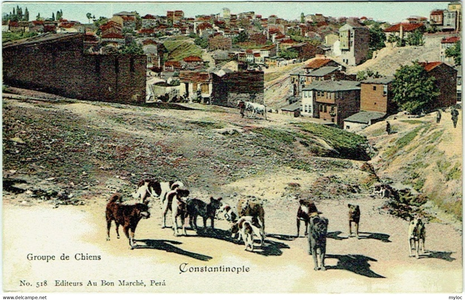 Turquie. Constantinople. Groupe De Chiens. - Turquie