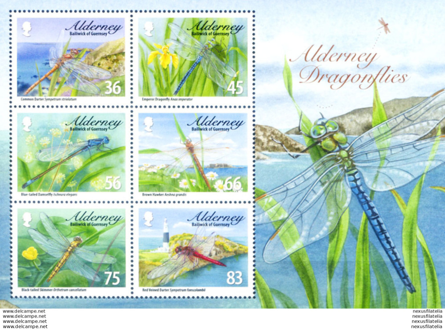 Alderney. Fauna. Libellule 2010. - Guernesey