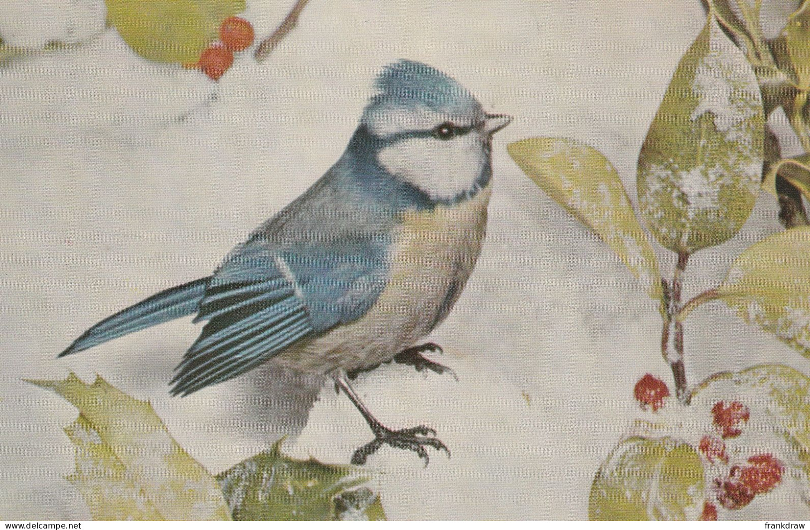 Postcard - Blue Tit Also Known As The Tom Tit - Card No.6185674  - Very Good - Unclassified
