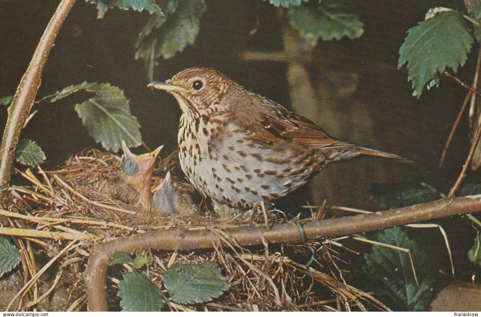 Postcard - Song Thrush, Both Sexes Can Build A Nest - Card No.6185679 - Very Good - Ohne Zuordnung